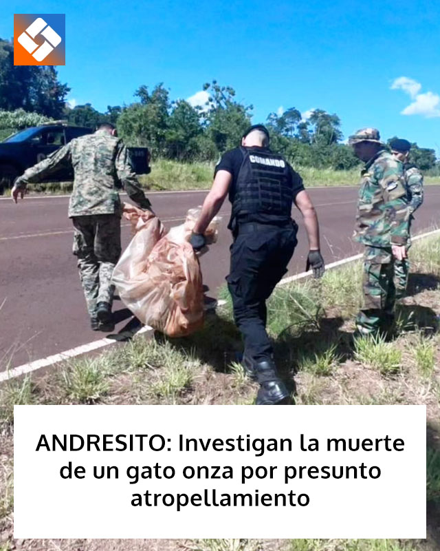 ANDRESITO: Investigan la muerte de un gato onza por presunto atropellamiento