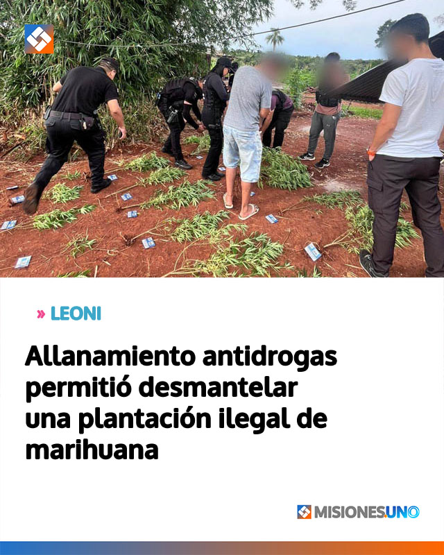Allanamiento antidrogas permitió desmantelar una plantación ilegal de marihuana