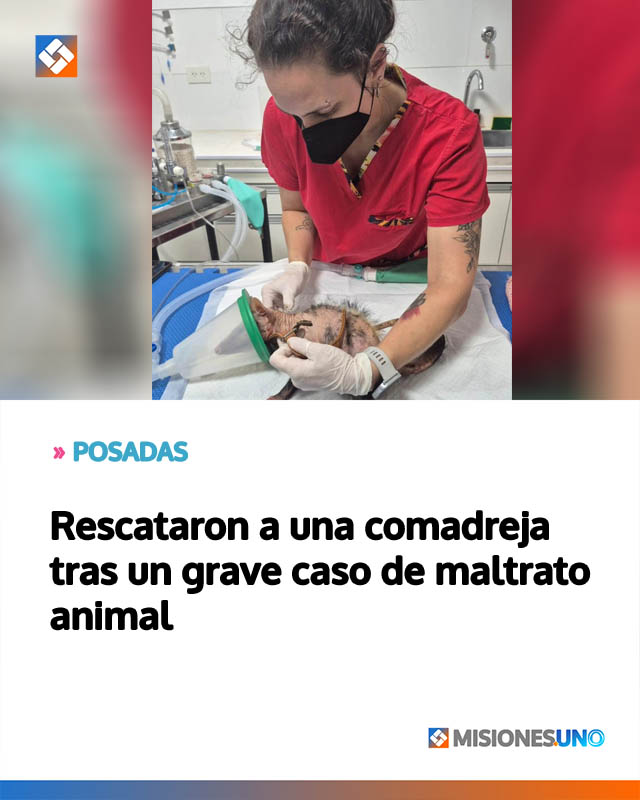 Rescataron a una comadreja tras un grave caso de maltrato animal