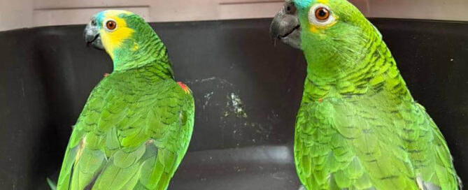 Rescataron cuatro loros habladores en un allanamiento por tráfico de fauna
