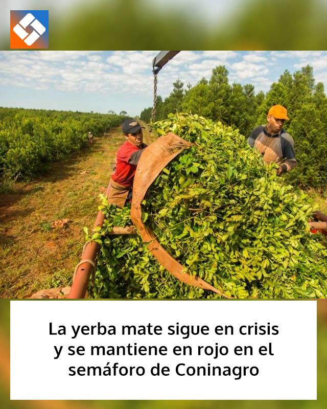 La yerba mate sigue en crisis y se mantiene en rojo en el semáforo de Coninagro